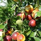 Tüplü Nadir Bulunan İri Meyveli Hünnap Fidanı (80-120 cm)