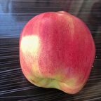 Tüplü Aşılı Meyve Verme Yaşında Özel Nadir Kırmızı Ayva Fidanı