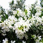 Tüplü Beyaz Çiçekli Zakkum Fidanı