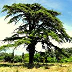 Tüplü Katran Ağacı (Toros Sediri) Fidanı (15-20 cm)