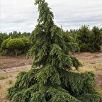 Tüplü Himalaya Sediri (Cedrus Deodora) Fidanı