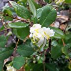 Tüplü Yoğun Kokulu Kış Hanım Eli Fidanı