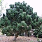 Tüplü Karaçam Fidanı (Pinus Nigra) (100-150 cm 4 Yaş)