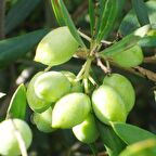 Tüplü Koroneiki Bodur Zeytin Fidanı (Meyve Verme Yaşında)