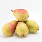 Tüplü Aşılı Yüksek Verimli Tam Bodur Santa Maria Armut Fidanı