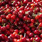 Tüplü Aşılı Yarıbodur Nadir Erkenci Early Richmond Vişne Fidanı