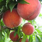 Tüplü Aşılı Yarıbodur Çok Erkenci Verimli Flored Şeftali Fidanı