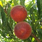 Tüplü Aşılı Yarıbodur Bol Verimli Leziz Elegant Lady Şeftali Fidanı