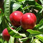 Tüplü Aşılı Yarıbodur Erkenci Verimli May Glo Nektarin Fidanı