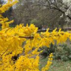 Tüplü Altın Çanı (Gold Bell) Fidanı