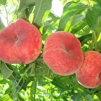 Tüplü Aşılı Yarıbodur Yüksek Verimli Basık Yassı Paraguaya Şeftali Fidanı