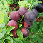 Tüplü Aşılı Erkenci Yarıbodur Red Beauty Japon Erik Fidanı