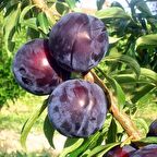 Tüplü Aşılı Yarıbodur Black Beauty Japon Erik Fidanı