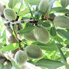 Tüplü Aşılı Yarıbodur Amerikan Teksas (Texas) Badem Fidanı
