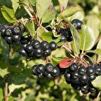 Tüplü Rus Yaban Mersini Amit Aronya Fidanı