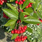 Tüplü Kırmızı Aronya (Red Aronia) Chokoberry Fidanı