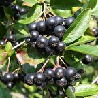 Tüplü Siyah Aronya (Black Aronia) Chokoberry Fidanı (15-20 cm)