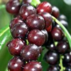 Tüplü Laz Kirazı (Karayemiş) Fidanı