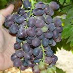 Tüplü Sofralık Çekirdeksiz Fantasy Üzüm Asma-Bağ Fidanı