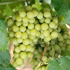 Tüplü İri Meyveli Sofralık Tarsus Beyazı Üzüm Asma-Bağ Fidanı