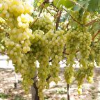 Tüplü İri Meyveli Hatun Parmağı Üzüm Asma-Bağ Fidanı