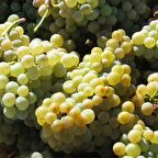 Tüplü Erkenci Sofralık Hasan Dede Üzüm Asma-Bağ Fidanı