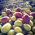 Tüplü Aşılı Çok İri Meyveli Domat Zeytin Fidanı