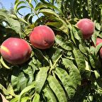 Tüplü Aşılı Geçci Kendine Verimli Monreo Şeftali Fidanı