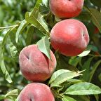 Tüplü Aşılı Kendine Verimli Glohaven Şeftali Fidanı