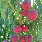 Tüplü Aşılı Orta Erkenci Verimli Transvalia (Transvalya) Şeftali Fidanı