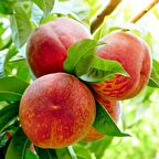 Tüplü Aşılı Erkenci Bol Verimli Francoise (Fransua) Şeftali Fidanı