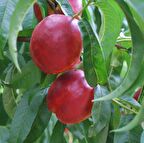 Tüplü Aşılı İri Meyveli Bol Verimli Caldesi Nektarin Fidanı