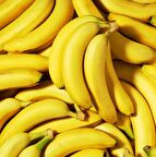 Tüplü Musa Cavendish Bodur Muz Fidanı (Sınırlı Sayı)