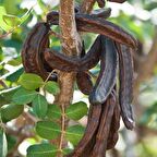 Tüplü Aromatik Keçi Boynuzu (Harnup) Fidanı (80-120 cm)