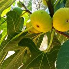 Tüplü Beyaz Orak İncir Fidanı