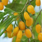 Tüplü Özel Çeşit Amber Sweet Altuni Sarı Goji Berry Fidanı