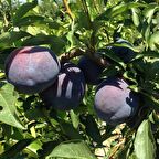 Tüplü Aşılı Kendine Verimli İri Meyveli Briton Japon Erik Fidanı