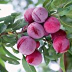 Tüplü Aşılı Yüksek Verimli Kokulu Santa Rosa Japon Erik Fidanı