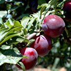 Tüplü Aşılı İri Meyveli Verimli Autumn Giant Japon Erik Fidanı