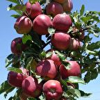 Tüplü Aşılı Erkenci Yazlık Early Red One Elma Fidanı