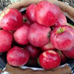 Tüplü Aşılı Verimli Yazlık Williams Pride Elma Fidanı