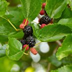 Tüplü Verimli Yoğun Aromalı Black Lion Dut Fidanı (150-200 cm)