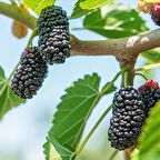 Tüplü Yüksek Verimli Aromatik Yediveren Avustralya Dut Fidanı