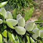 Tüplü Aşılı Bol Verimli Ferraduel Badem Fidanı