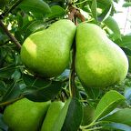 Tüplü Aşılı Nadir Bulunan Hoş Kokulu Bahribey Armut Fidanı