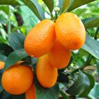 Tüplü Aşılı Meyve Verme Yaşında Nagami Kamkat Fidanı (3 Yaş)