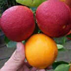 İçi Dışı Kırmızı Blood Orange Portakal Fidanı (Sınırlı Stok)