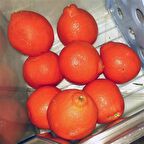 Tüplü Aşılı Bol Verimli Kokulu King Mandalina Fidanı