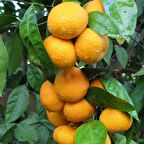 Tüplü Aşılı Bol Verimli Çekirdeksiz Miho Wase Mandalin Fidanı