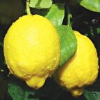 Tüplü Aşılı Bol Verimli Euroka Limon Fidanı